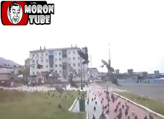 Video :One guy might appear to be hundreds of birds